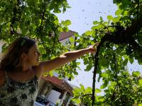 Milas erstes Volk ein eingefangener Bienenschwarm