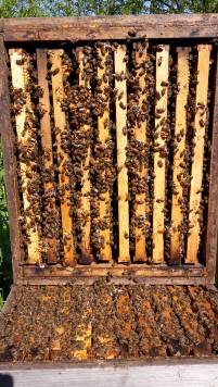 Bienenvolk Kontrolle